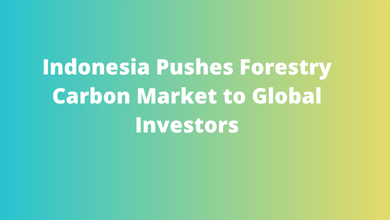 Indonesia Pushes Forestry Carbon Market to Global Investors